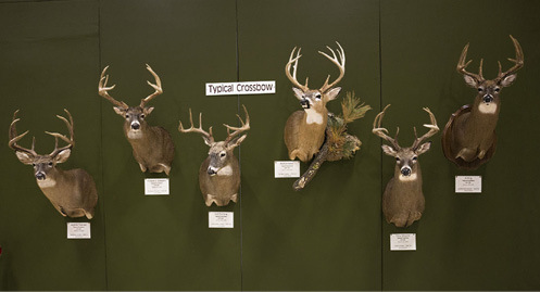 Taxidermy Mounts of New Jersey's Outstanding Deer Program Winners