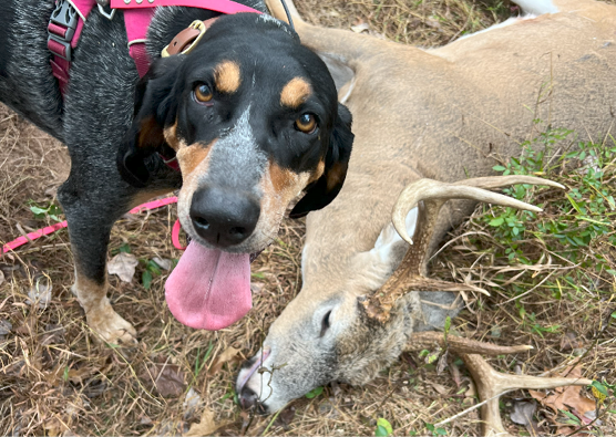 Violet, a Blue Tick Coonhound, handled by Renee Gyuro, with a deer they recovered last season in Hunterdon County, New Jersey. When not tracking deer, Violet’s other job is a certified therapy dog, visiting schools, libraries, and retirement communities. 