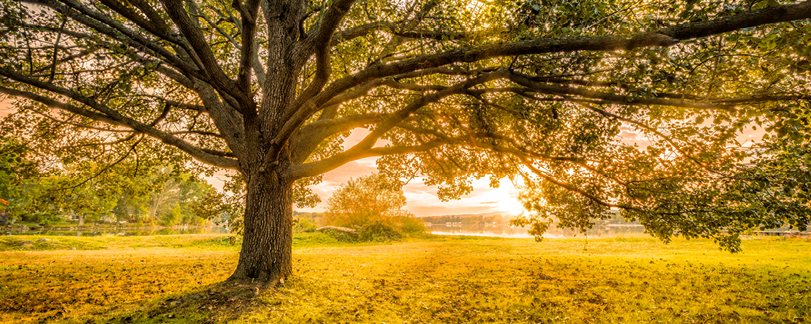 Sunset in Parsippany, New Jersey, on the shore of Parsippany Lake. 