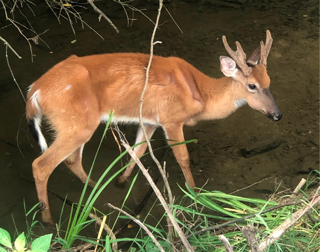 White-tailed Deer with Chronic Wasting Disease