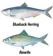 State Size & Possession Limits - New Jersey Saltwater Fishing