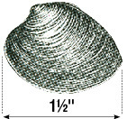 Diagram showing how to measure a clam