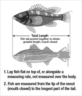 Finfish Regulations - New Jersey Saltwater Fishing