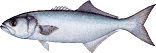 Bluefish (Snapper)