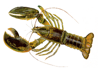 Lobster