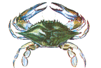 Blue Crab
