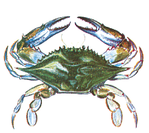 Illustration of a blue crab with blue-tipped claws and a greenish shell commonly found in New Jersey coastal bays and estuaries.