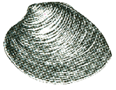Hard Clam