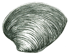 Illustration of a hard clam shell commonly harvested in New Jersey coastal waters during recreational shellfishing.