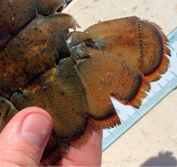 Close-up of a V-notched lobster tail being measured with a ruler to identify protected breeding lobsters under fishing regulations.