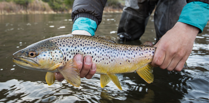 fly fishing trout