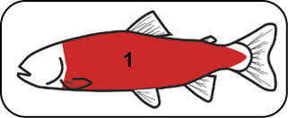 Illustrations showing the location of a fish fillet.