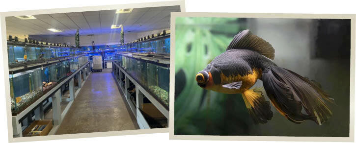 Black Moor Fish and Aquarium Fish Tanks