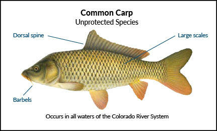 Common Carp Identification