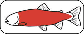 Illustration showing the location of a fish fillet.