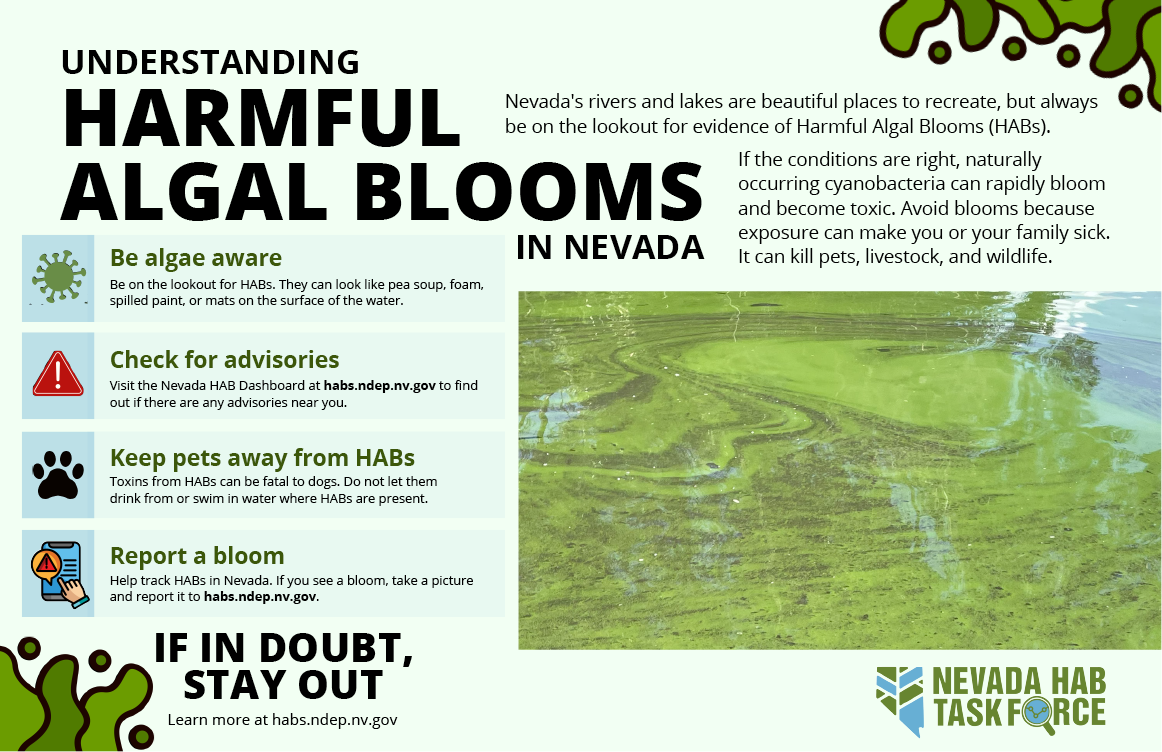 Infographic titled “Understanding Harmful Algal Blooms in Nevada” showing green algae on water and safety tips for identifying, avoiding, and reporting harmful algal blooms.