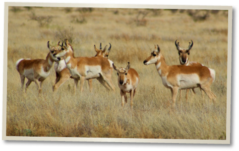 Antelope herd.