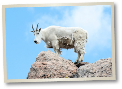 Mountain goat.