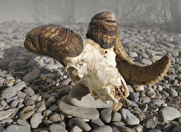 One-horn ram skull.