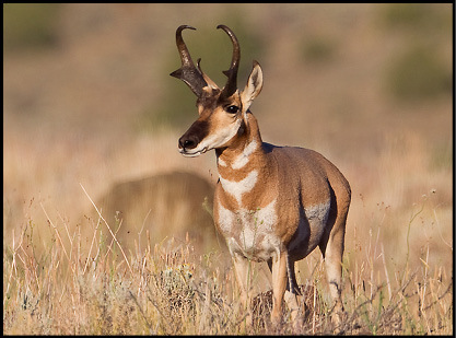 Antelope Horns Longer Than Ears