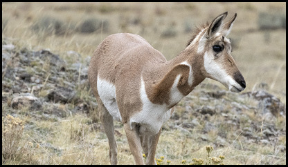 Antelope Horns Shorter Than Ears