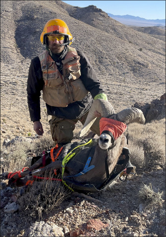 Captured one-horn ram from November 2021 in southern Nevada.