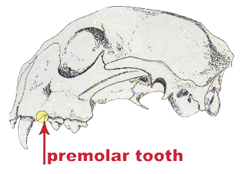 Mountain lion premolar tooth diagram