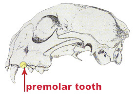 Illustration showing the location of the premolar tooth on mountain lions.