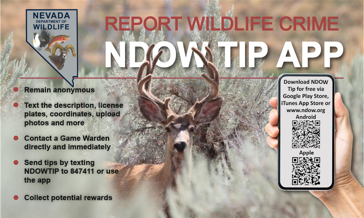 Nevada Department of Wildlife NDOW Tip App flyer featuring a mule deer in sagebrush and a hand holding a phone with a QR code to download the NDOW Tip App for Android or Apple. The flyer explains how to report wildlife crimes anonymously, text tips, contact a game warden, and earn potential rewards.