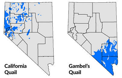 youth california and gambel's quail distribution maps