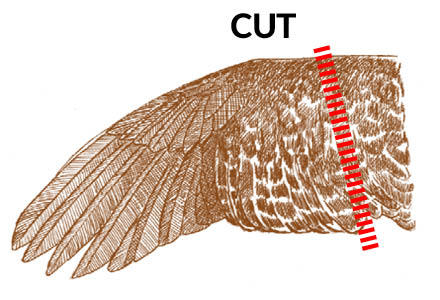 where to cut sage grouse wing diagram
