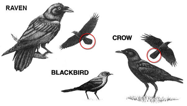 differences of raven, blackbird, and crow