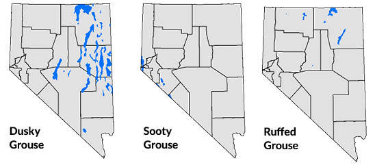 dusky, sooty, and ruffed grouse distribution map