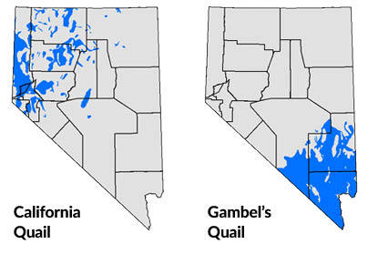 california and gambel's quail distribution maps