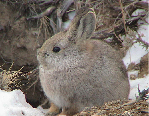 pygmy rabbit