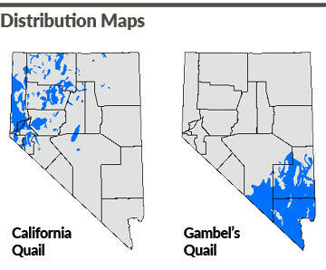 Nevada California Quail and Gambel's Quail Distribution Maps