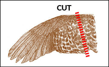 Diagram showing where to cut a Sage Grouse wing sample for state study