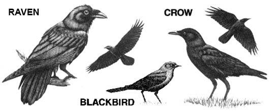 Illustrations showing the differences between Ravens, Crows and Blackbirds
