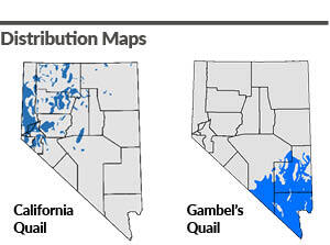 Nevada California Quail and Gambel's Quail Distribution Maps