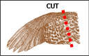 Illustration showing where to cut a Sage Grouse wing sample for state study.