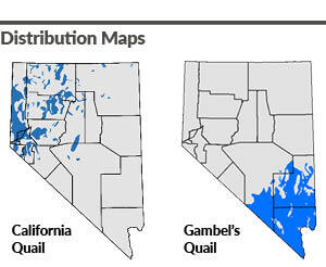 Nevada California Quail and Gambel's Quail Distribution Maps