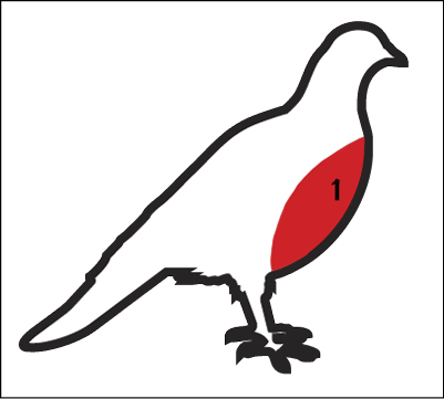 Illustration showing the location of edible breast on an upland game bird.