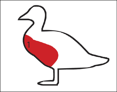 Illustration showing the edible breast of a migratory bird.
