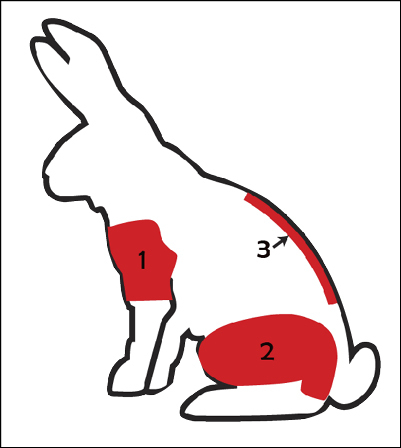 Illustration showing the edible shoulder, hind quarter, and backbone on small game.