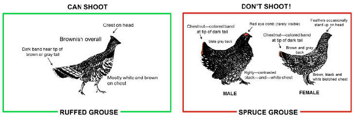 Diagram Identifying Differences Between a Ruffed Grouse and a Spruce Grouse 