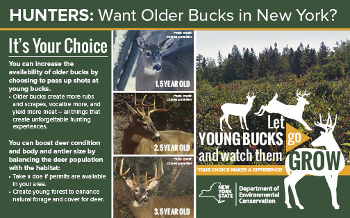 Hunters: Want Older Bucks in New York? Information about letting young bucks go and watching them grow.