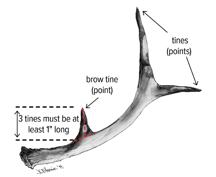 Antler Restriction Diagram