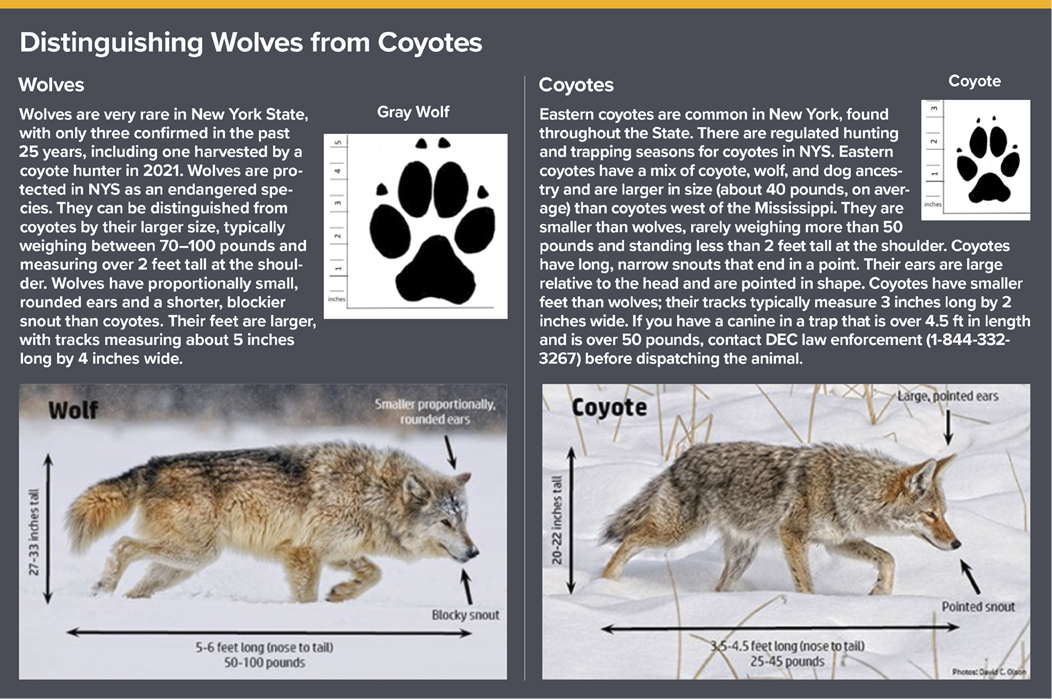 Distinguishing Wolves from Coyotes in New York