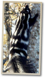 Image of a Spotted Skunk.