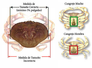 Dungeness Crab Identification and Measurement